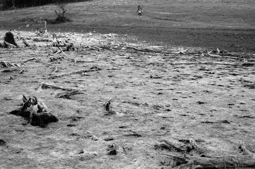 photo: vie-et-mort-du-jogger planche: bois-sec guadeloupe