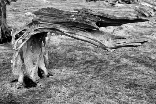 photo: guy-moquet planche: bois-sec