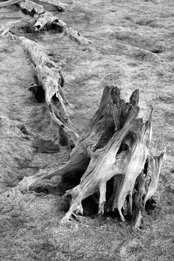 photo: charles-de-gaulle planche: bois-sec