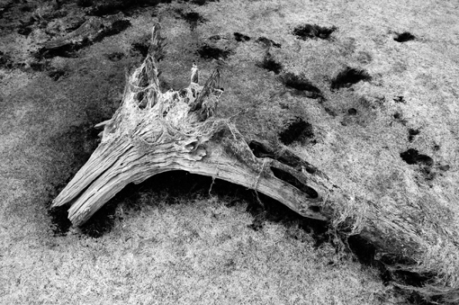 photo: leon-blum planche: bois-sec