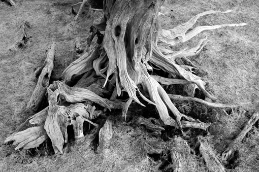 photo: jean-jaures planche: bois-sec