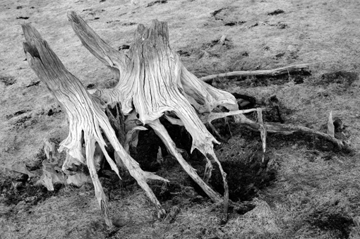 photo: jules-ferry planche: bois-sec