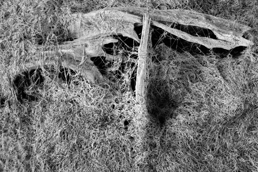 photo: maurice-barres planche: bois-sec