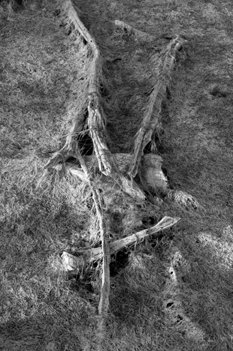photo: charles-pasqua planche: bois-sec