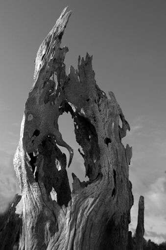 photo: napo-leon planche: bois-sec
