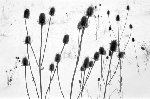 photo: sombernon planche: bourgogne bourgogne
