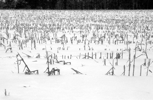 photo: meursault planche: bourgogne