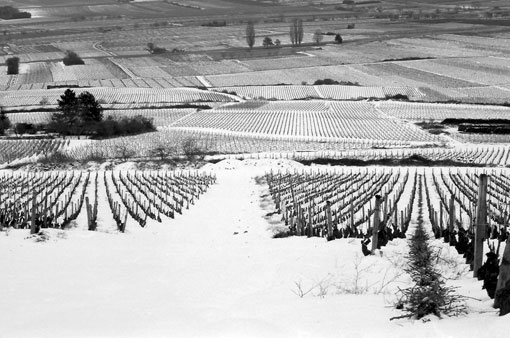 gevrey-chambertin