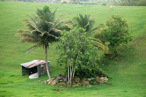 photo: fond planche: campagne guadeloupe
