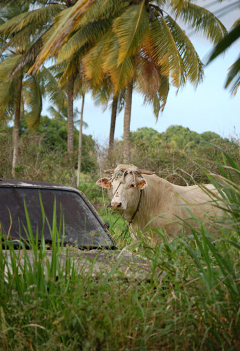 photo: locomotions planche: campagne