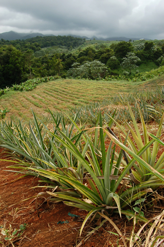 photo: ananas planche: campagne