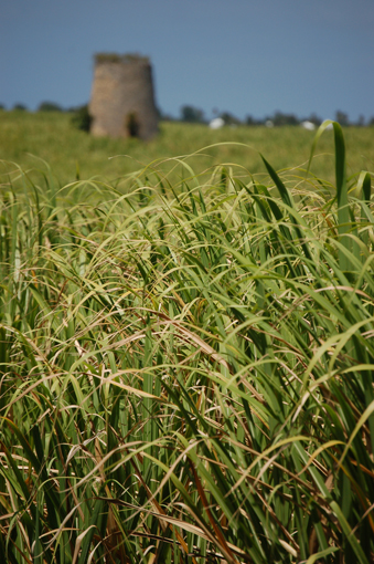 photo: canne planche: campagne