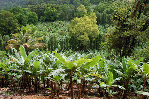 photo: verts planche: campagne