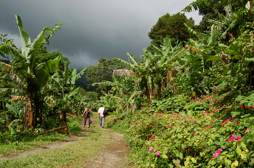 photo: tropical planche: campagne