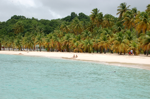 photo: foret planche: cocotier guadeloupe