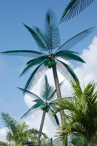photo: leurre planche: cocotier