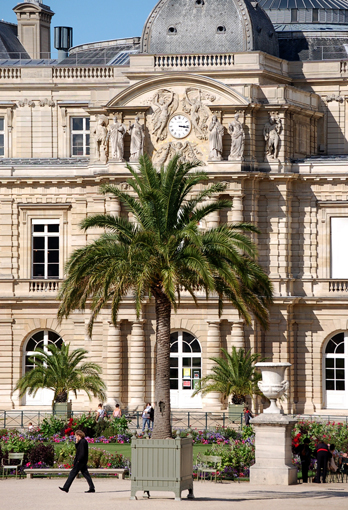 photo: senateur planche: cocotier