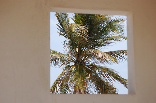 photo: sans-coco planche: cocotier