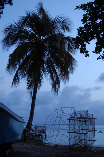 photo: bleu planche: cocotier