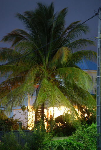 photo: vue-sur planche: cocotier