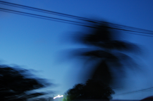 photo: vent planche: cocotier