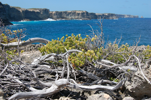 photo: sec planche: rivage