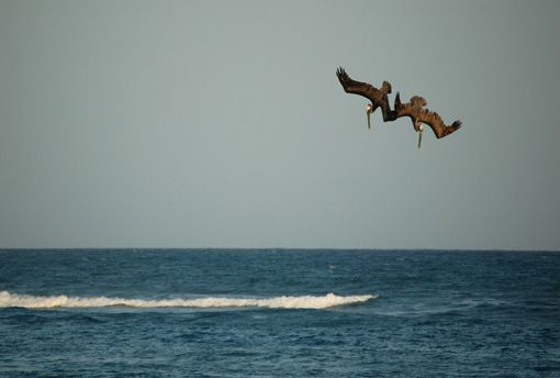 photo: plongeon planche: rivage